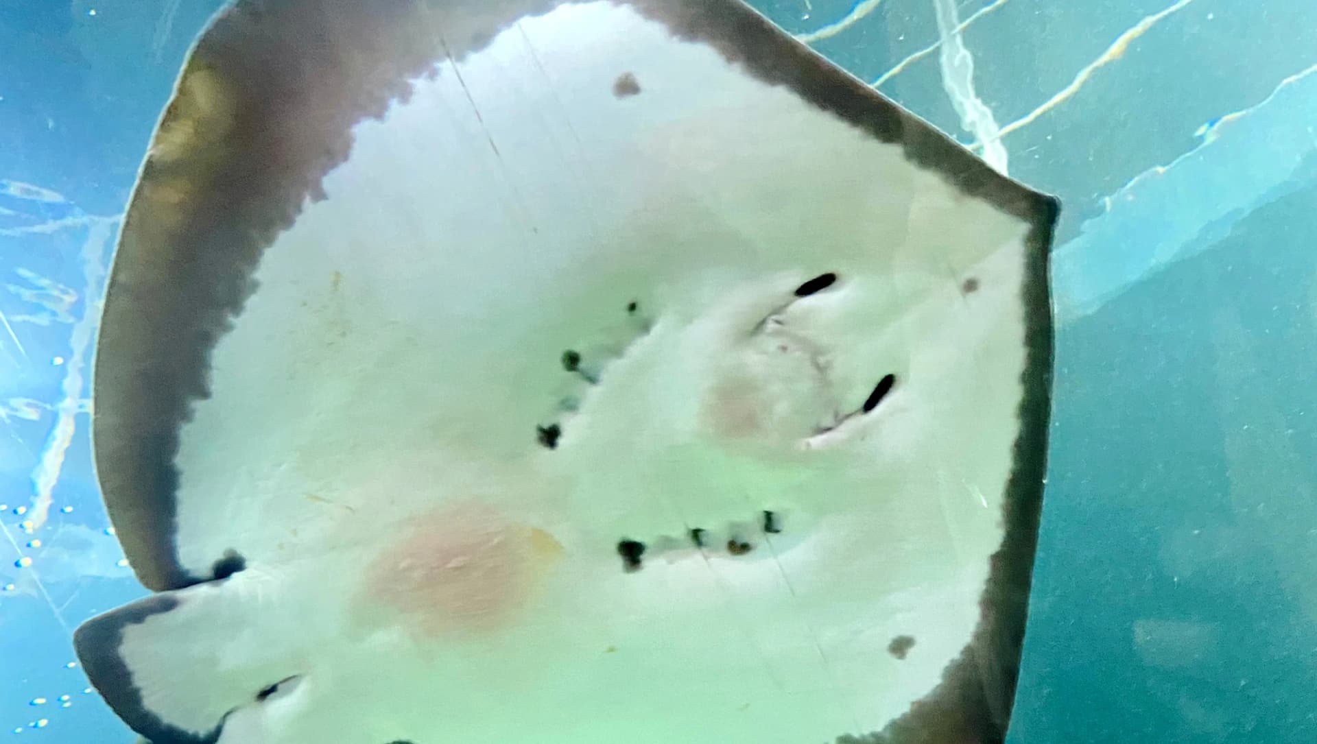 Das Motiv zeigt einen Fisch im Sylter Aquarium.