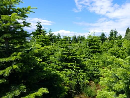 Bild: Tannen im Wald