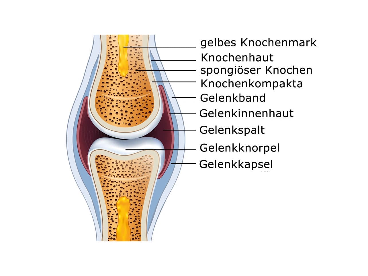Grafik: Gelenkaufbau