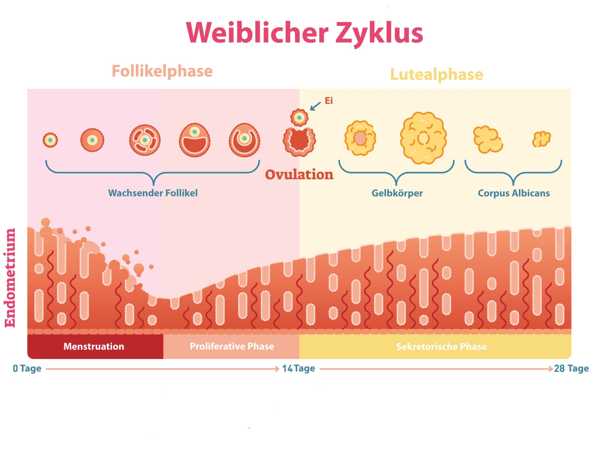 Grafik: Weiblicher Zyklus