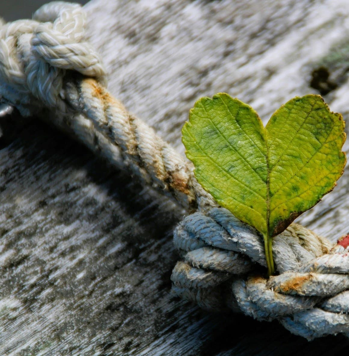 Das Bild zeigt ein Blatt und ein Seil mit Knoten