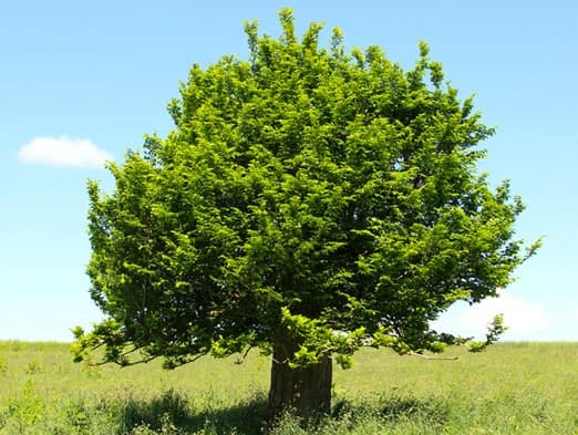 Bild: Hainbuche auf einem Feld
