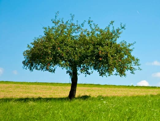 Bild: Apfelbaum mit Früchten
