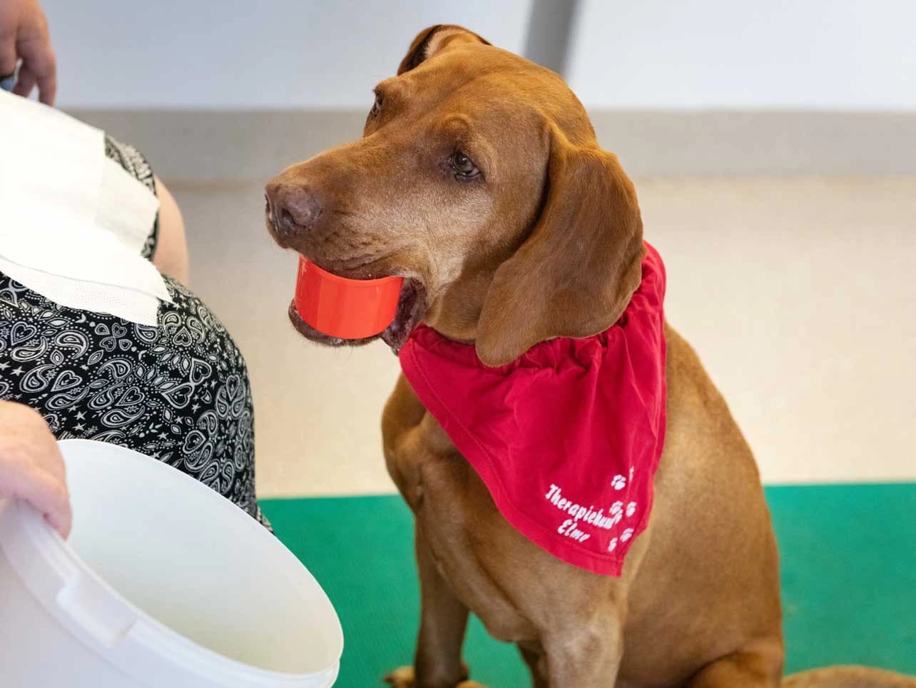 Bild: Therapiehund Elmo