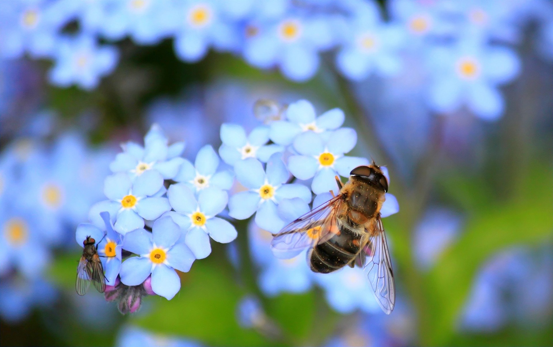 Bienen Bienen