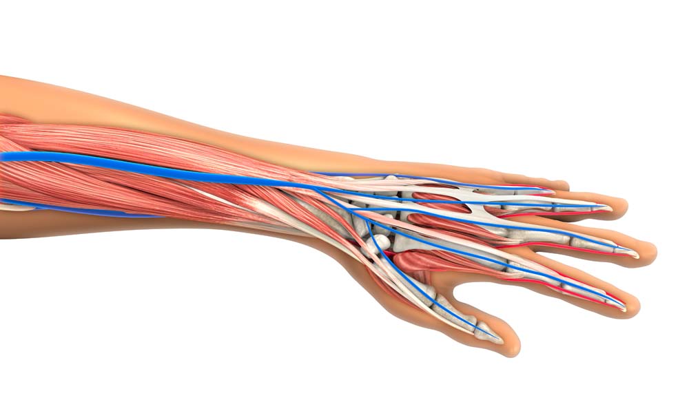 Anatomie der Hand Anatomie der Hand