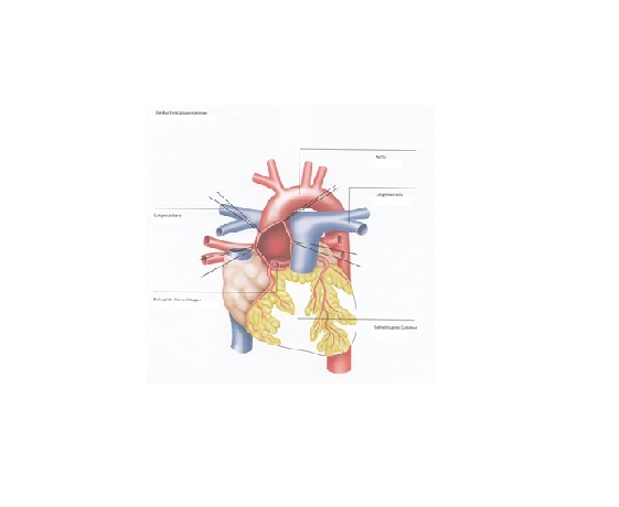 aortenklappenstenose_dkhz_web aortenklappenstenose_dkhz_web