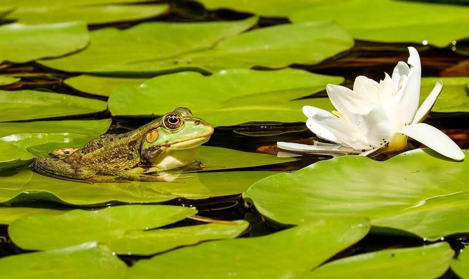 Frosch auf Seerose Bild: Frosch auf Seerose