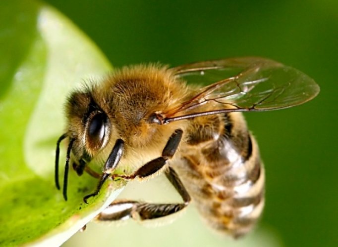 Allergologie - Biene Biene