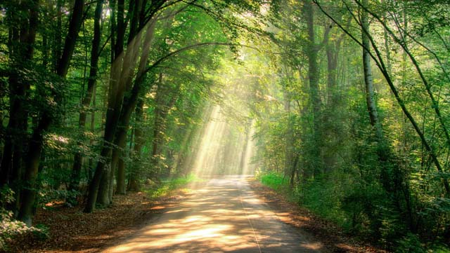 Waldlichtung Hier war ein Bild: Waldlichtung
