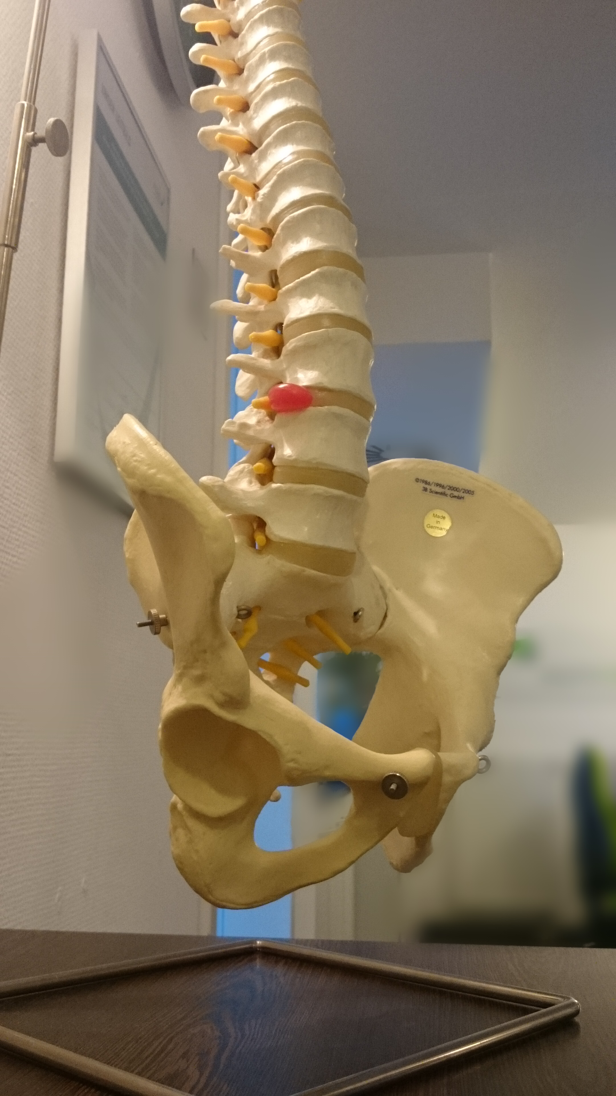 wirbelsaeule modell wirbelsaeule physiotherapie