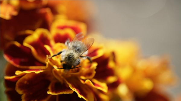 Biene auf Blume Biene auf Blume
