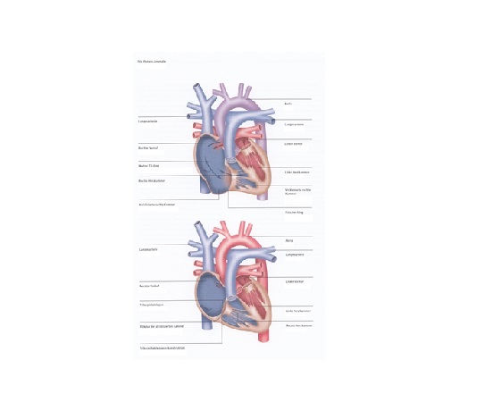 ebstein_dkhz_web ebstein_dkhz_web