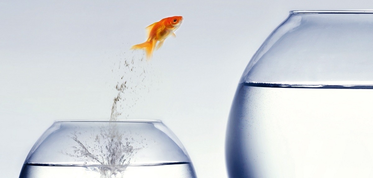 Springender Fisch Goldfisch wechselt die Vase