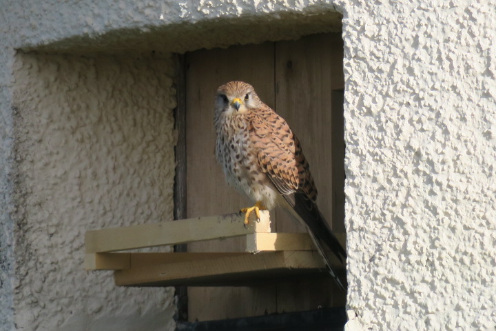 Turmfalke Turmfalke
