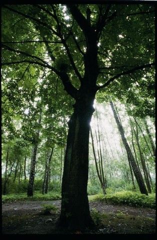 Baum_1 Baum_1