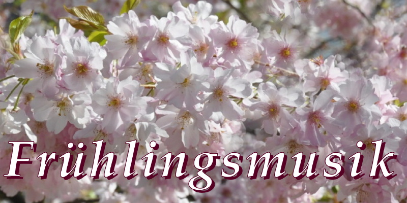 Kirschblüten Foto Kirschblüten