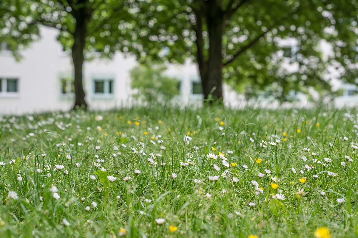 Wiese mit Bäumen Bild: Grüne Wiese mit Bäumen