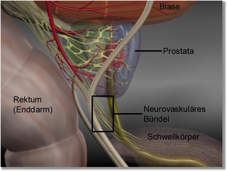 anatomie-prostata anatomie-prostata