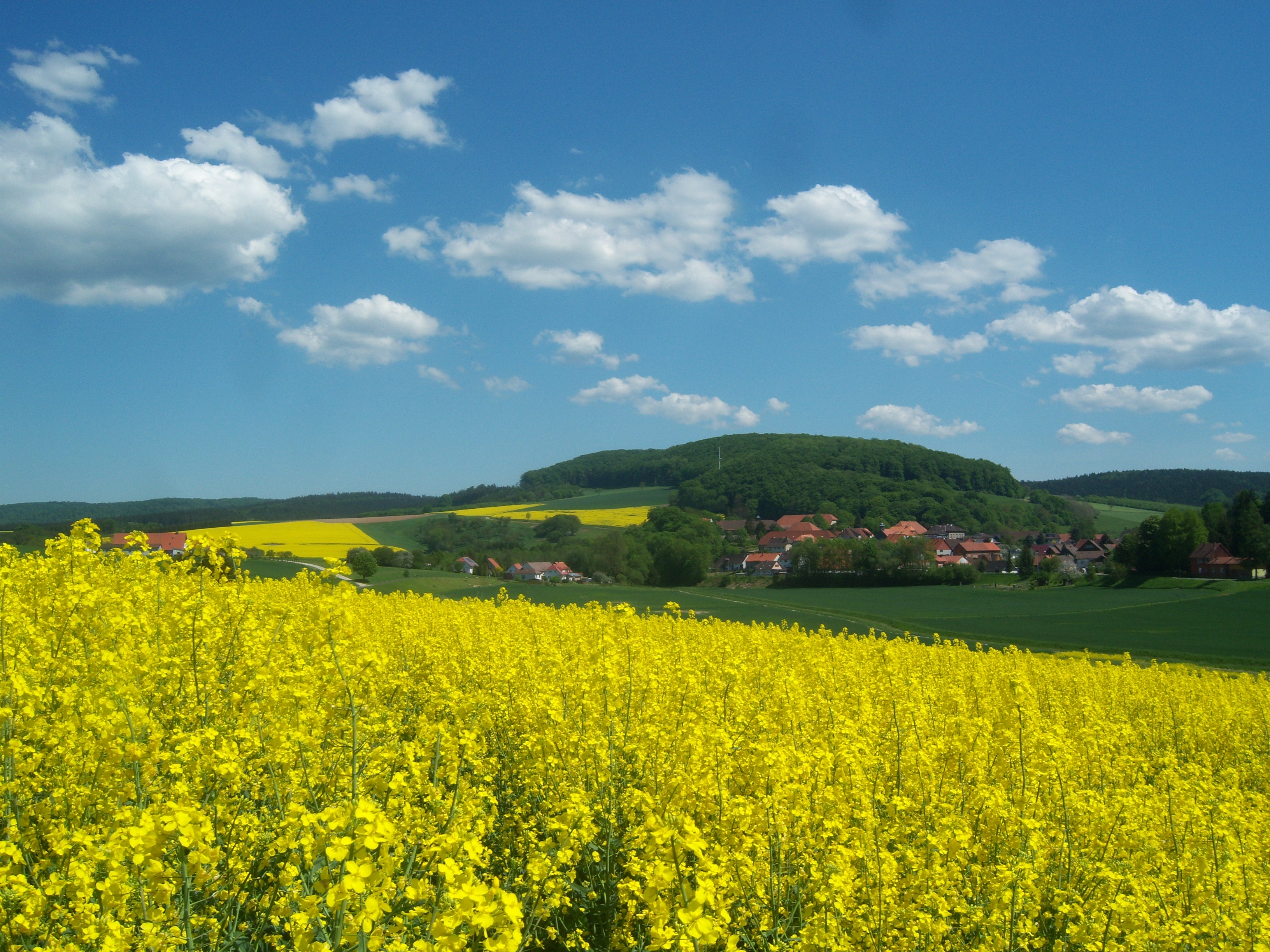 rapsfeld-harz rapsfeld-harz