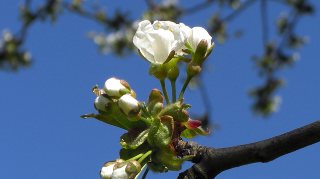 Kirschblüte Kirschblüte