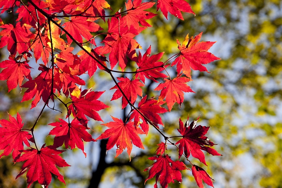 Bild mit Herbstblättern Bild mit Herbstblättern