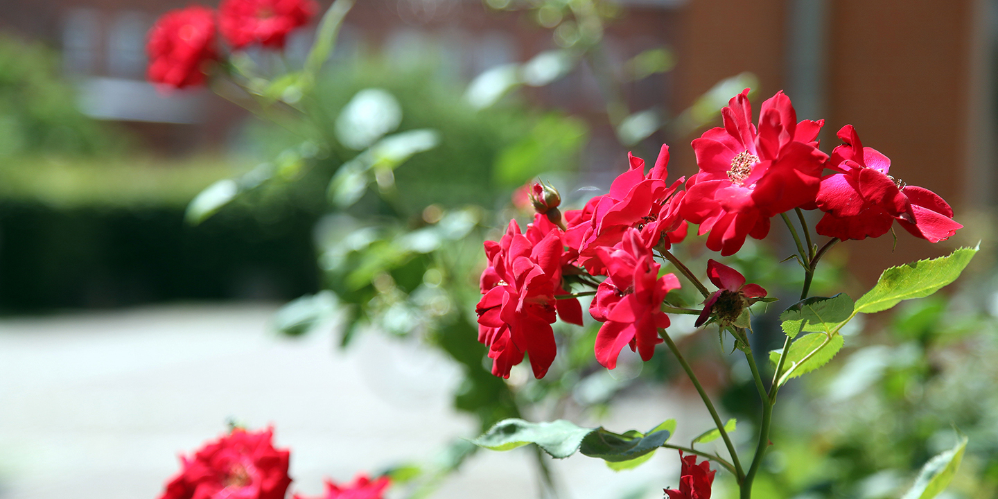 blumen_wieder_sehen psychose_station