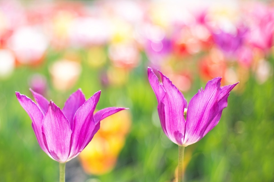 Tulpen Bild: Tulpen